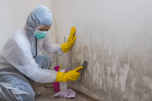 Best Insurance-Related Mold Remediation in Washington Park, IL