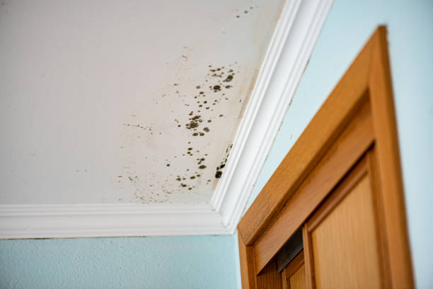 Best Post-Flood Mold Remediation in Washington Park, IL