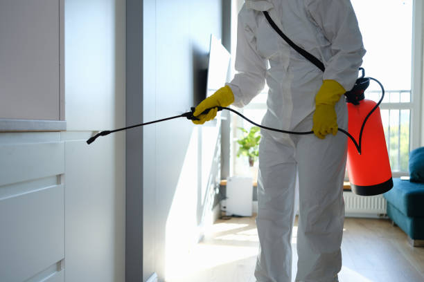 Best Post-Flood Mold Remediation in Washington Park, IL