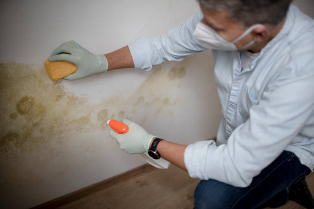 Best Health and Safety Mold Remediation in Washington Park, IL