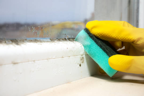 Best Mold Testing and Inspection Services in Washington Park, IL