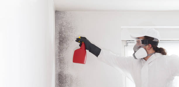 Best Mold Testing and Inspection Services in Washington Park, IL
