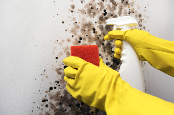 Best White Mold Remediation in Washington Park, IL