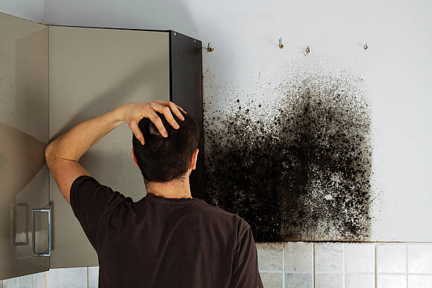 Best Kitchen Mold Remediation in Washington Park, IL