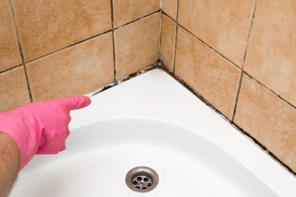 Best DIY Mold Remediation Support Services in Washington Park, IL